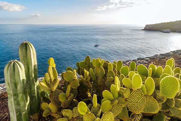 Kanaren und Madeira